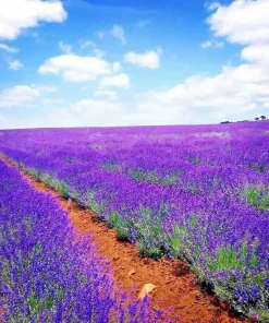 Lavender Vera Seeds - 1200+ Count, Non-GMO Perennial Flower Seeds, Outdoor - Image 1