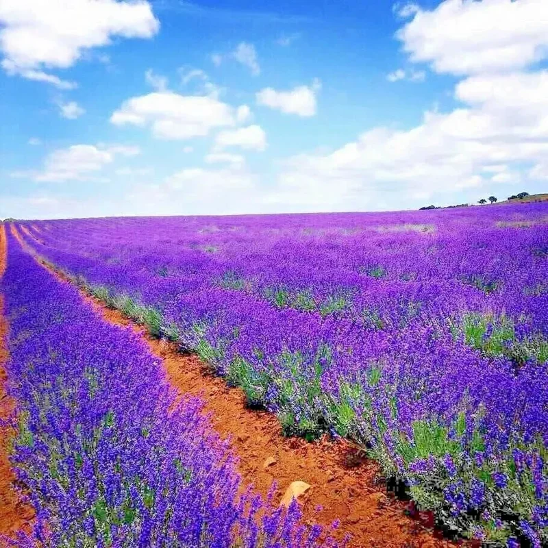 Lavender Vera Seeds - 1200+ Count, Non-GMO Perennial Flower Seeds, Outdoor - Image 1