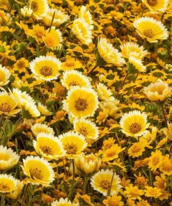 Layia Platyglossa Tidy Tips Flower Seeds - 500 Native Yellow & White Seeds - Image 10