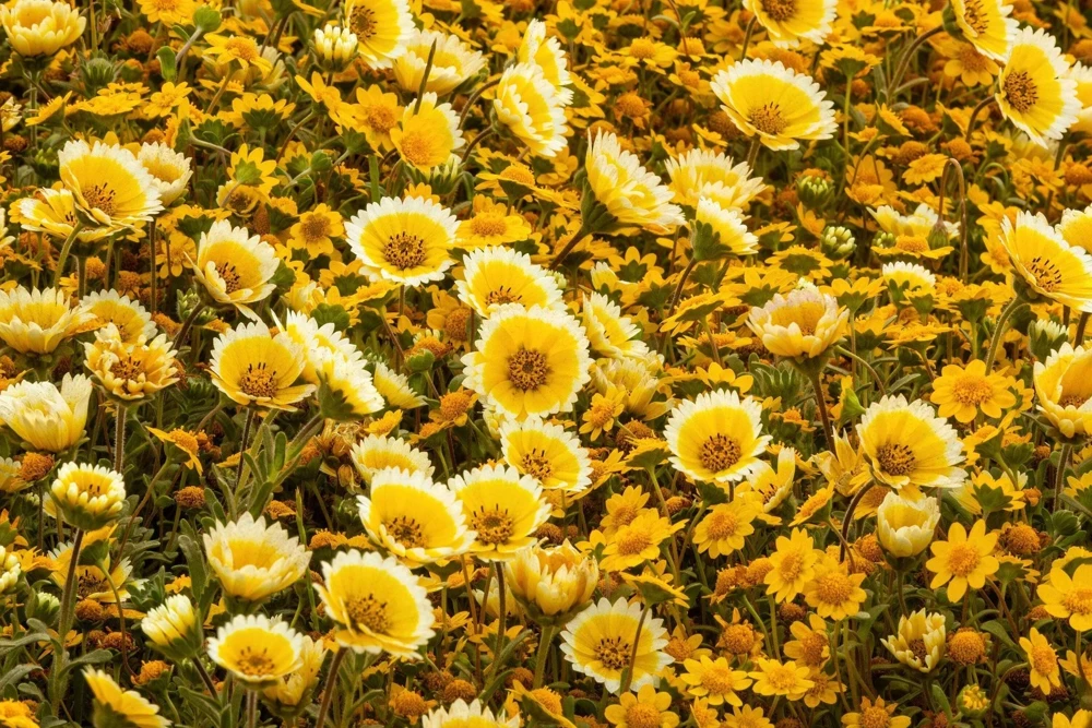 Layia Platyglossa Tidy Tips Flower Seeds - 500 Native Yellow & White Seeds - Image 10