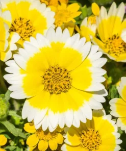 Layia Platyglossa Tidy Tips Flower Seeds - 500 Native Yellow & White Seeds - Image 2