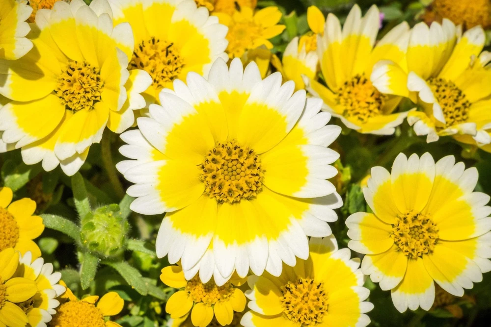 Layia Platyglossa Tidy Tips Flower Seeds - 500 Native Yellow & White Seeds - Image 2