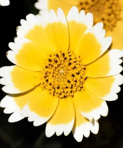 Layia Platyglossa Tidy Tips Flower Seeds - 500 Native Yellow & White Seeds - Image 3