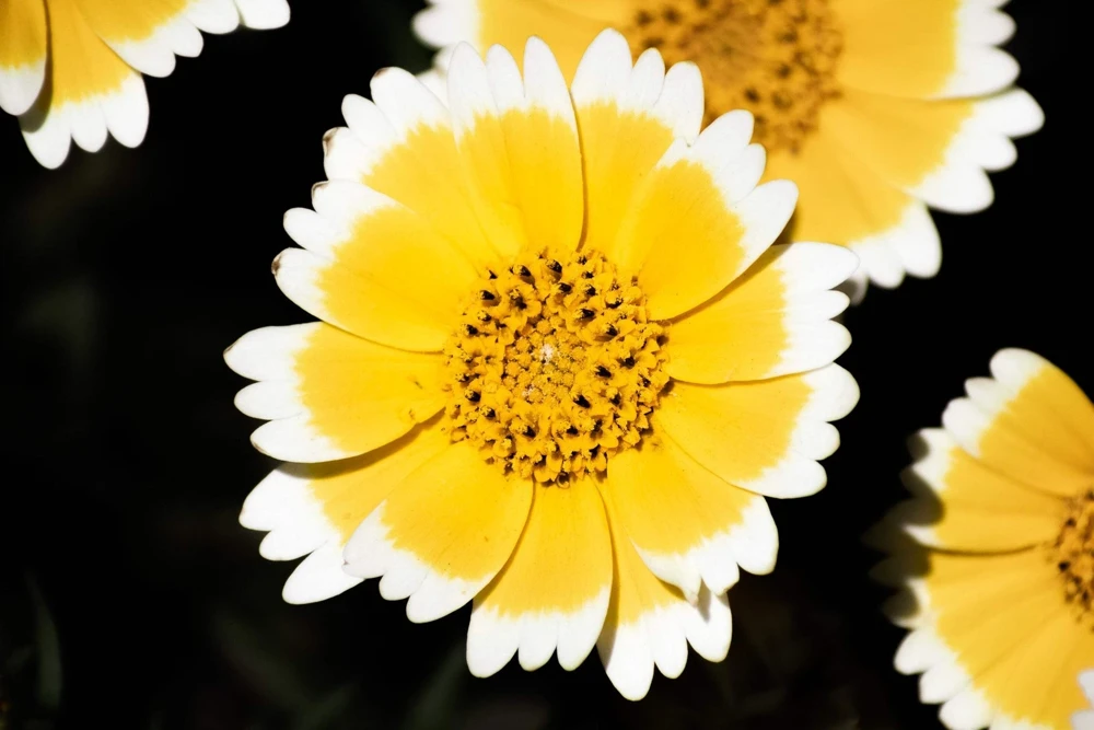 Layia Platyglossa Tidy Tips Flower Seeds - 500 Native Yellow & White Seeds - Image 3