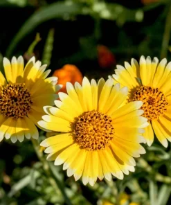 Layia Platyglossa Tidy Tips Flower Seeds - 500 Native Yellow & White Seeds - Image 4