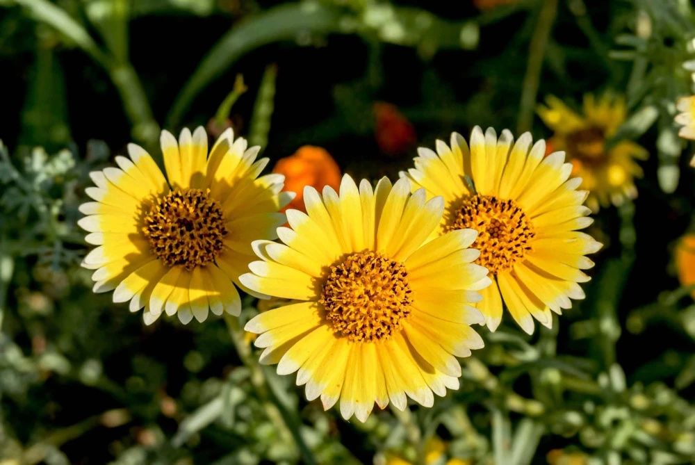 Layia Platyglossa Tidy Tips Flower Seeds - 500 Native Yellow & White Seeds - Image 4