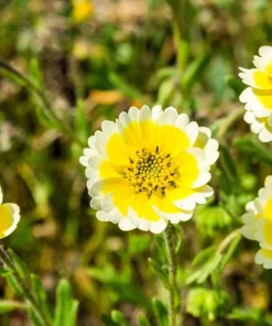 Layia Platyglossa Tidy Tips Flower Seeds - 500 Native Yellow & White Seeds - Image 5