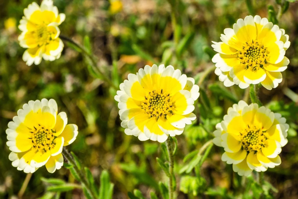 Layia Platyglossa Tidy Tips Flower Seeds - 500 Native Yellow & White Seeds - Image 5