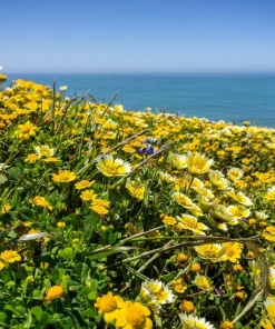 Layia Platyglossa Tidy Tips Flower Seeds - 500 Native Yellow & White Seeds - Image 6