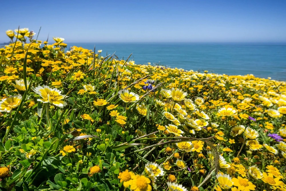 Layia Platyglossa Tidy Tips Flower Seeds - 500 Native Yellow & White Seeds - Image 6