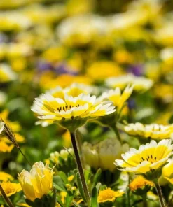 Layia Platyglossa Tidy Tips Flower Seeds - 500 Native Yellow & White Seeds - Image 7