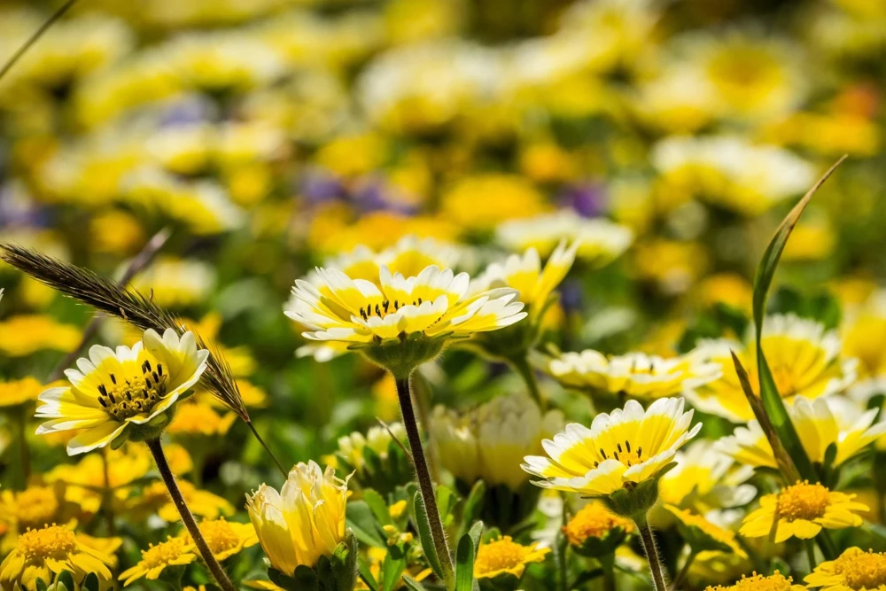 Layia Platyglossa Tidy Tips Flower Seeds - 500 Native Yellow & White Seeds - Image 7