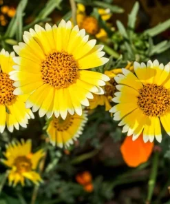 Layia Platyglossa Tidy Tips Flower Seeds - 500 Native Yellow & White Seeds - Image 8