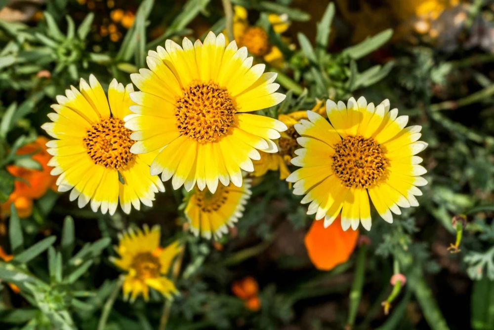 Layia Platyglossa Tidy Tips Flower Seeds - 500 Native Yellow & White Seeds - Image 8