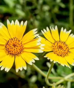 Layia Platyglossa Tidy Tips Flower Seeds - 500 Native Yellow & White Seeds - Image 9