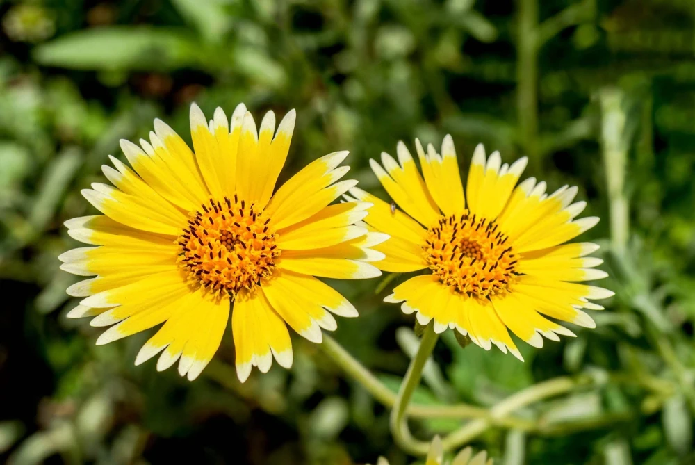 Layia Platyglossa Tidy Tips Flower Seeds - 500 Native Yellow & White Seeds - Image 9