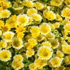 Layia Platyglossa Tidy Tips Flower Seeds - 500 Native Yellow & White Seeds - Image 1