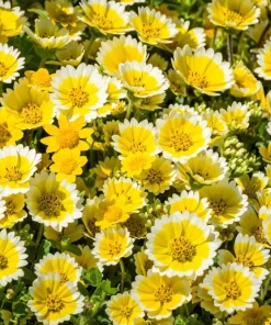 Layia Platyglossa Tidy Tips Flower Seeds - 500 Native Yellow & White Seeds - Image 1
