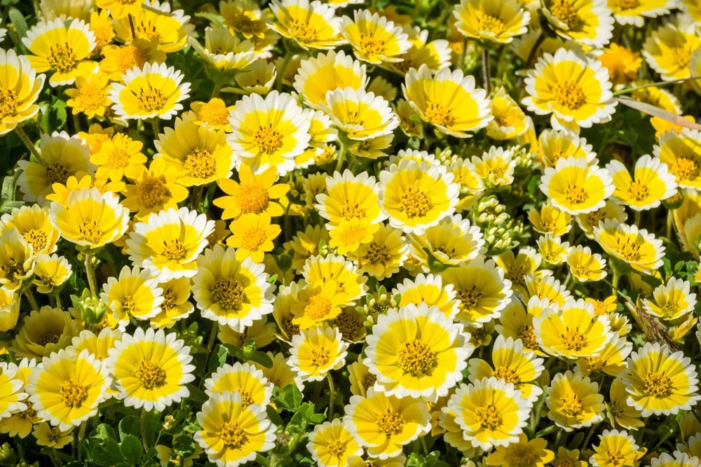 Layia Platyglossa Tidy Tips Flower Seeds - 500 Native Yellow & White Seeds - Image 1