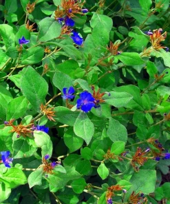 Leadwort Perennial Live Plant – Plumbago – Quart Pot – Full to Part Sun - Image 2