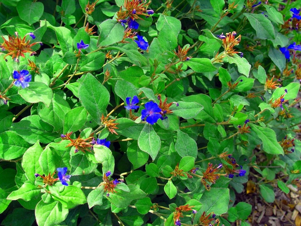 Leadwort Perennial Live Plant – Plumbago – Quart Pot – Full to Part Sun - Image 2