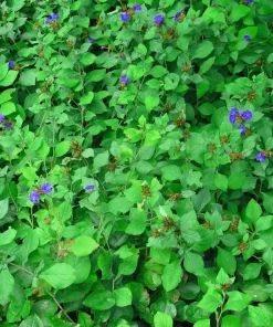 Leadwort Perennial Live Plant – Plumbago – Quart Pot – Full to Part Sun - Image 3