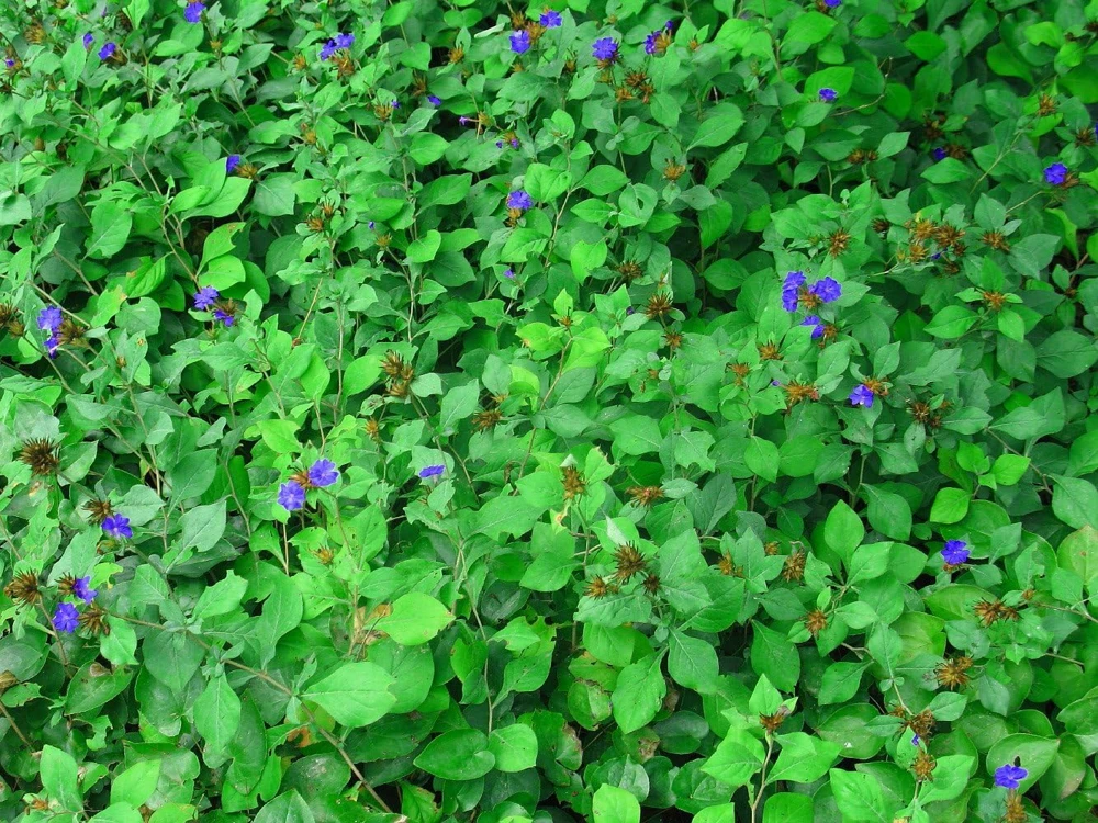 Leadwort Perennial Live Plant – Plumbago – Quart Pot – Full to Part Sun - Image 3