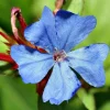 Leadwort Perennial Live Plant – Plumbago – Quart Pot – Full to Part Sun - Image 1