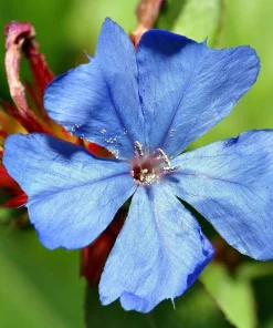Leadwort Perennial Live Plant – Plumbago – Quart Pot – Full to Part Sun - Image 1