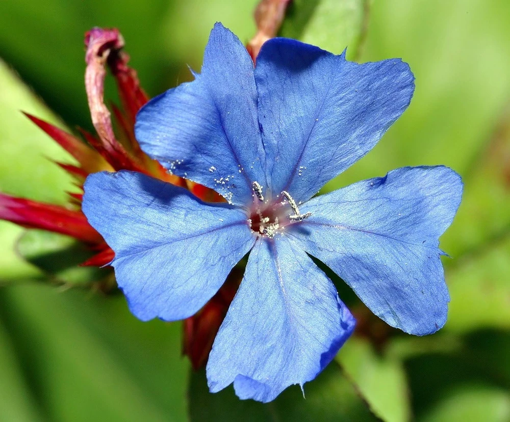 Leadwort Perennial Live Plant – Plumbago – Quart Pot – Full to Part Sun - Image 1