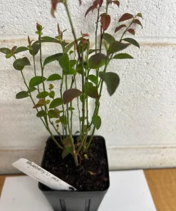 Legacy Blueberry Live Plant – 4 inch Pot – Sweet Edible Berries – Outdoor - Image 2