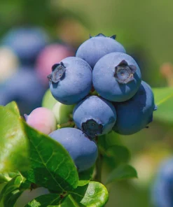Legacy Blueberry Live Plant – 4 inch Pot – Sweet Edible Berries – Outdoor - Image 3