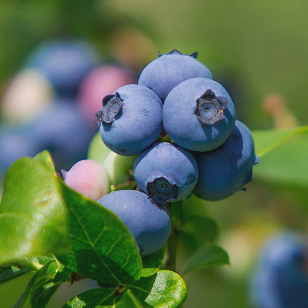 Legacy Blueberry Live Plant – 4 inch Pot – Sweet Edible Berries – Outdoor - Image 3