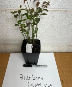 Legacy Blueberry Live Plant – 4 inch Pot – Sweet Edible Berries – Outdoor - Image 4