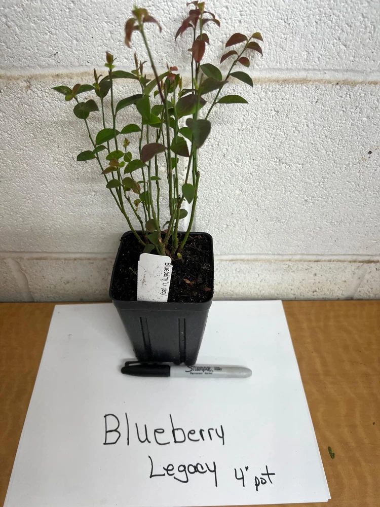 Legacy Blueberry Live Plant – 4 inch Pot – Sweet Edible Berries – Outdoor - Image 4