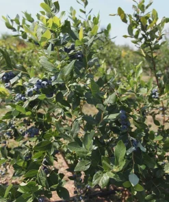 Legacy Blueberry Live Plant – 4 inch Pot – Sweet Edible Berries – Outdoor - Image 6