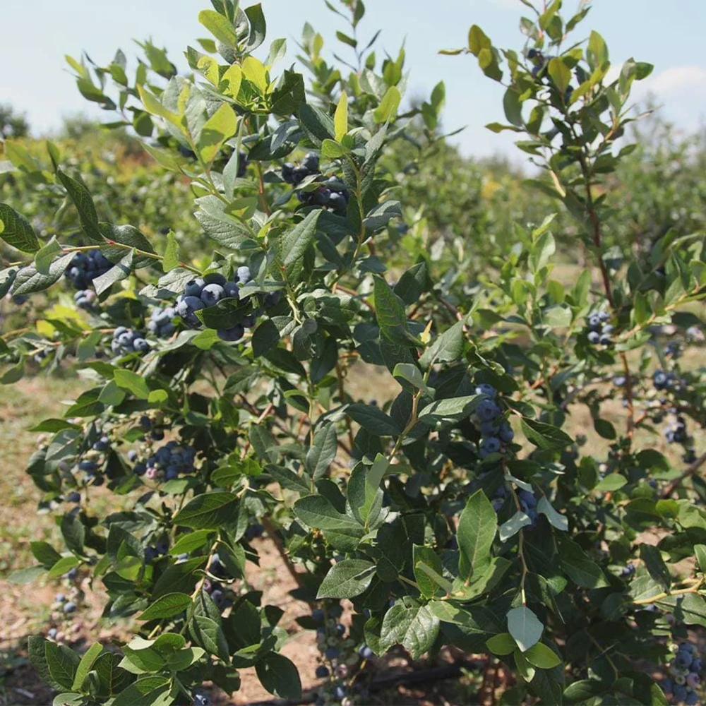 Legacy Blueberry Live Plant – 4 inch Pot – Sweet Edible Berries – Outdoor - Image 6