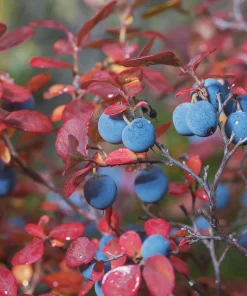 Legacy Blueberry Live Plant – 4 inch Pot – Sweet Edible Berries – Outdoor - Image 7