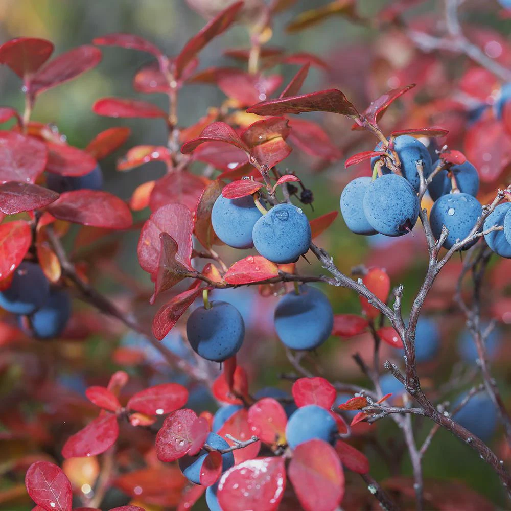Legacy Blueberry Live Plant – 4 inch Pot – Sweet Edible Berries – Outdoor - Image 7