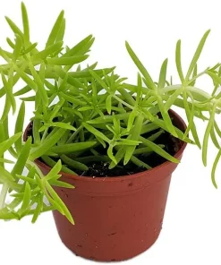 Lemon Ball Sedum Live Plant - Stonecrop - 2.5" Pot - Indoor/Outdoor - Image 2