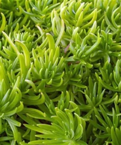 Lemon Ball Sedum Live Plant - Stonecrop - 2.5