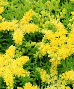 Lemon Ball Sedum Live Plant - Stonecrop - 2.5