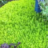 Lemon Ball Sedum Live Plant - Stonecrop - 2.5" Pot - Indoor/Outdoor - Image 1