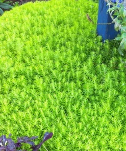 Lemon Ball Sedum Live Plant - Stonecrop - 2.5