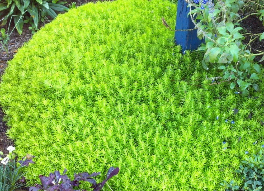 Lemon Ball Sedum Live Plant - Stonecrop - 2.5" Pot - Indoor/Outdoor - Image 1