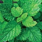 Lemon Balm Live Plant - Melissa officinalis - 4 Plants - 2.5" Pot - Image 2