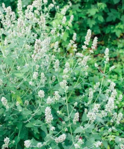 Lemon Balm Seeds - Melissa Officinalis Herb Flower - 1500 Seeds - Image 2