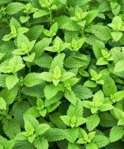 Lemon Balm Seeds - Melissa Officinalis Herb Flower - 1500 Seeds - Image 3