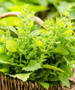Lemon Balm Seeds - Melissa Officinalis Herb Flower - 1500 Seeds - Image 4