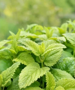 Lemon Balm Seeds - Melissa Officinalis Herb Flower - 1500 Seeds - Image 5